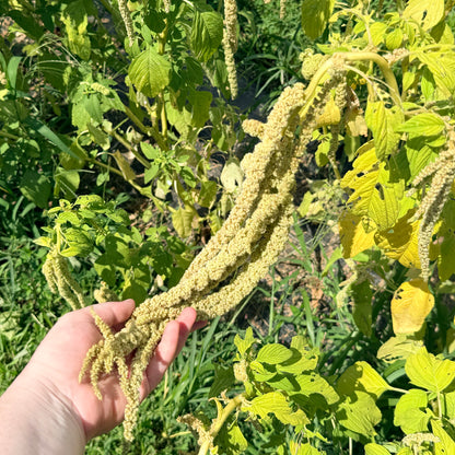 Emerald Tassels Amaranth