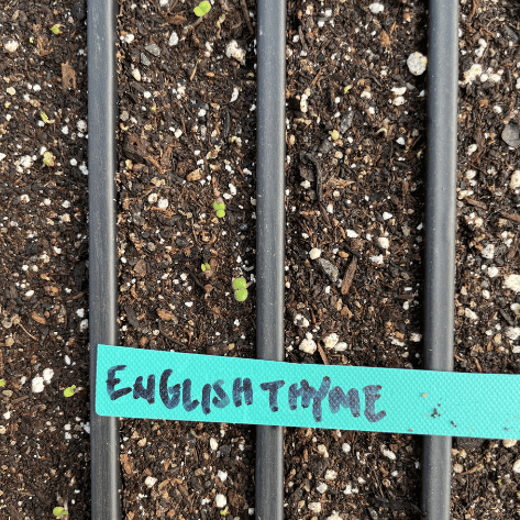 English Thyme Seedlings