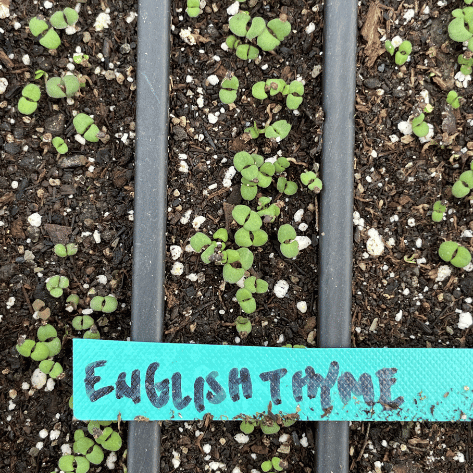 English Thyme Seedlings