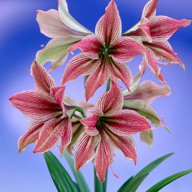 Dutch Amaryllis 'Exotic Star' | Hudson Valley Seed Company