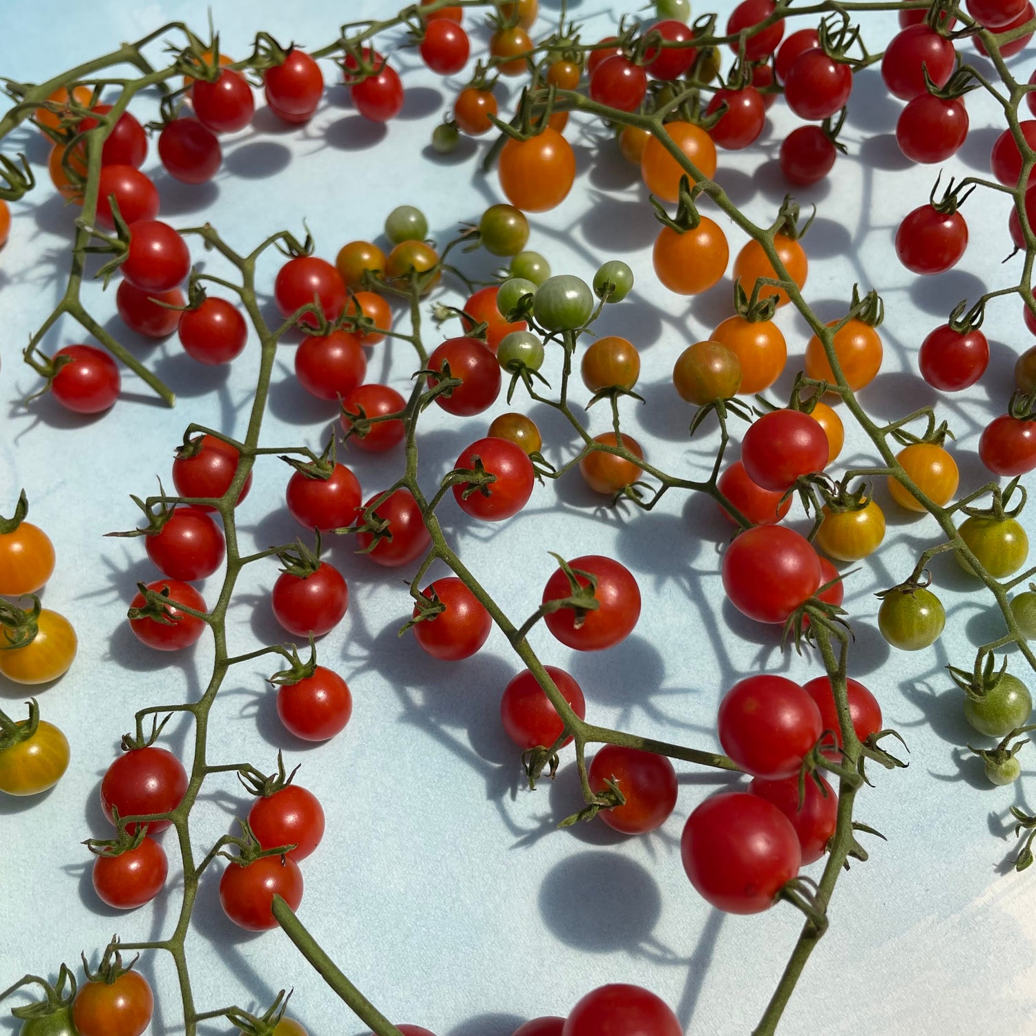 Sweet Pea Currant Tomato Seedlings