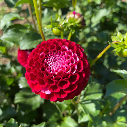 dahlia tubers vs seeds Chikadee Dahlia Tuber