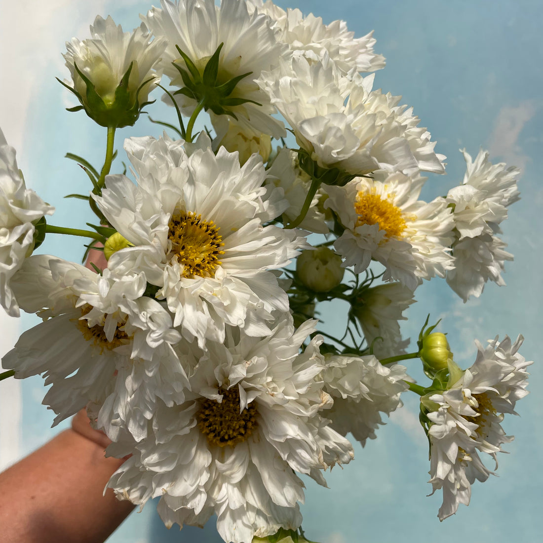Snowpuff Double Click Cosmos