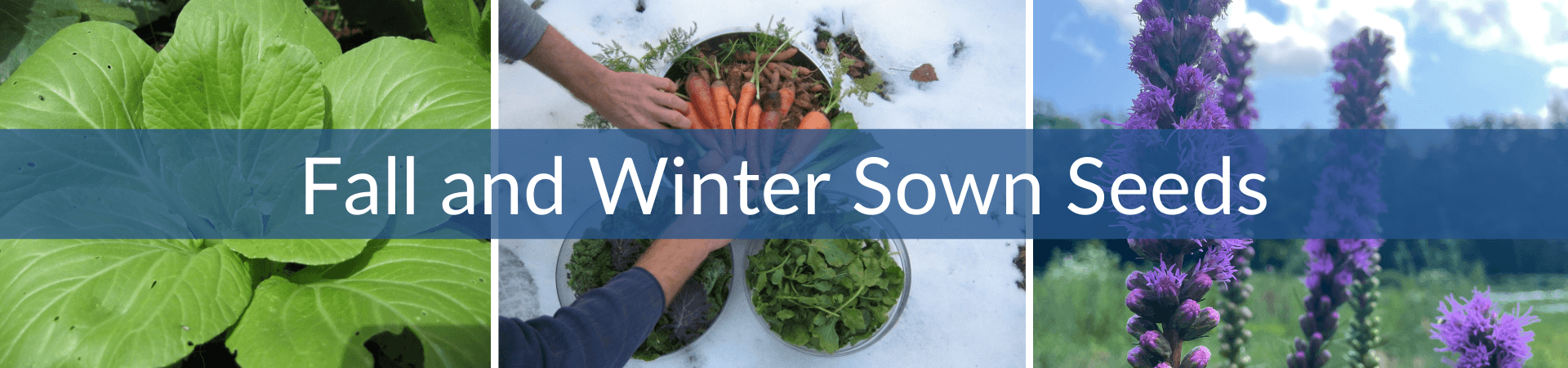 Fall and Winter Sown Seeds (2).png__PID:a456ac93-2010-426e-bbf5-6c4dd15acf45