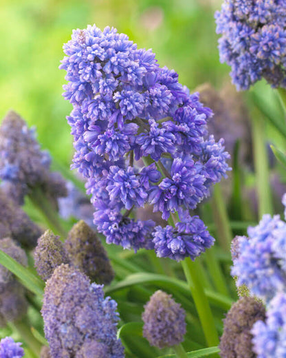 Muscari &