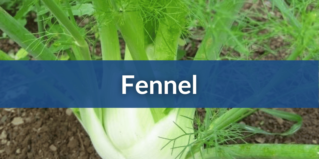 Fennel Mobile.png__PID:5500d1b8-b81b-4e90-a35c-7a00d8279e6c