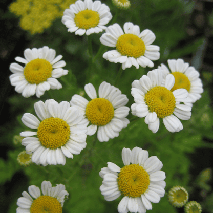 Feverfew