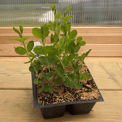 potted pea plants Finnriver Sweet Pea Seedlings