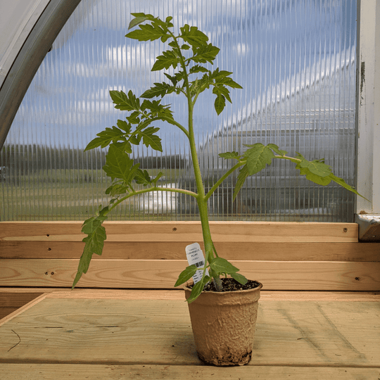 Firminio's Plum Tomato Seedlings
