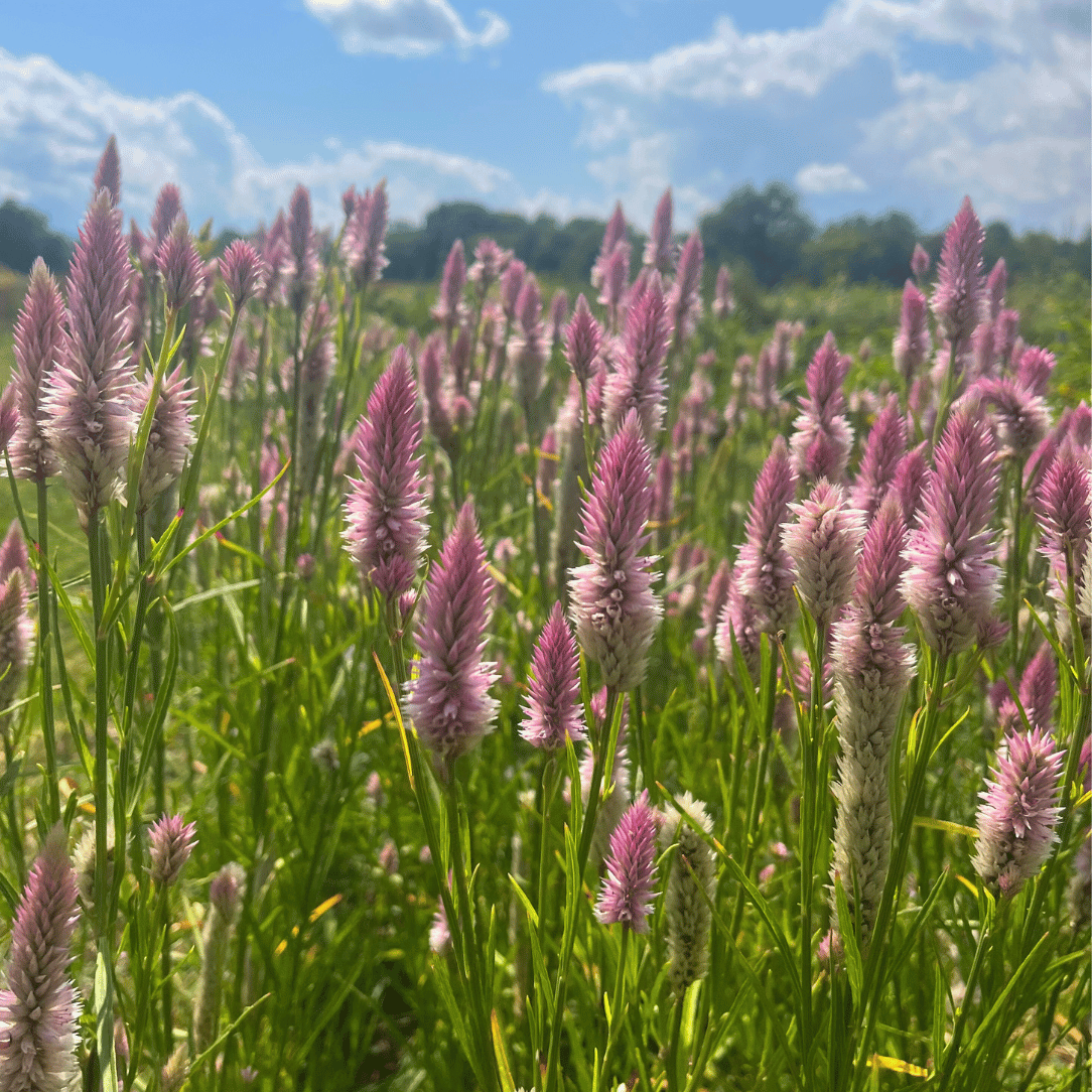 Flamingo Feather Celosia