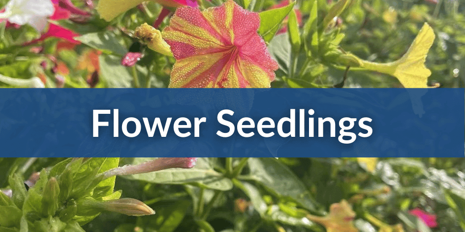 Floral Seedling Sales Mobile (1).png__PID:9a037945-57b1-4d04-873c-242eb706525c