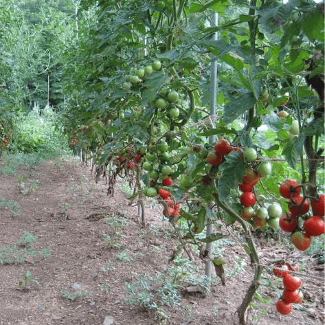 Fox Cherry Tomato