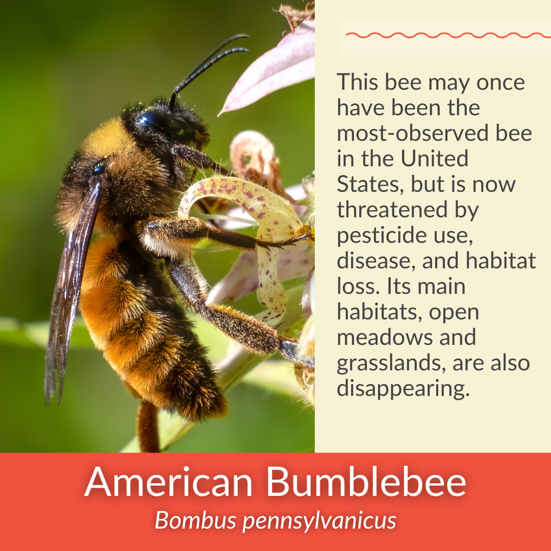 Foxglove Beardtongue - PollinateHV Local Ecotype