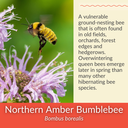 Foxglove Beardtongue - PollinateHV Local Ecotype