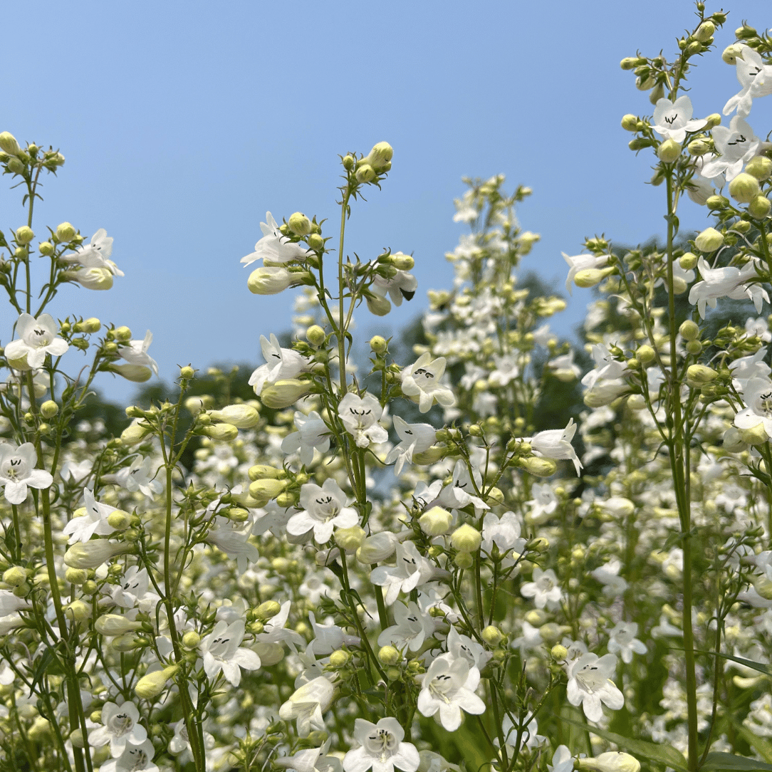 Foxglove Beardtongue - PollinateHV Local Ecotype