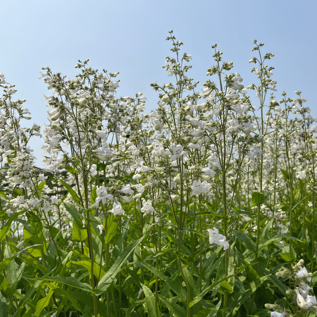 Foxglove Beardtongue - PollinateHV Local Ecotype