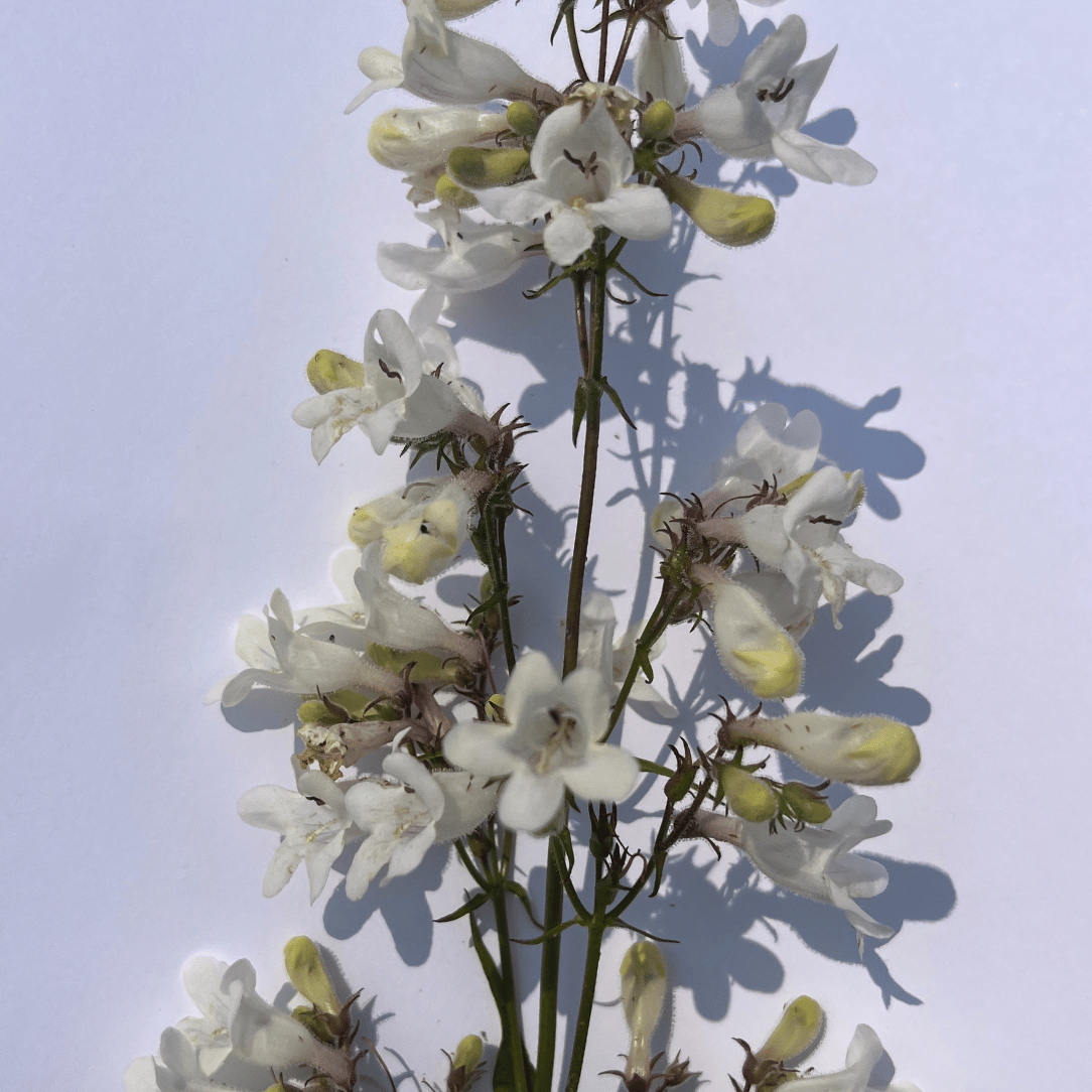 Foxglove Beardtongue - PollinateHV Local Ecotype