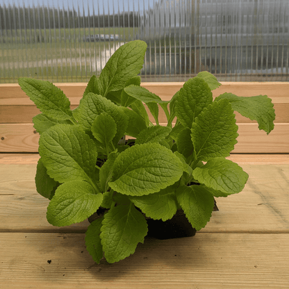 Foxglove Mix Seedlings