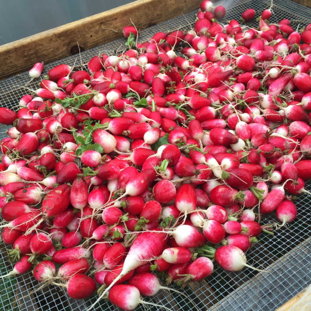 French Breakfast Radishes