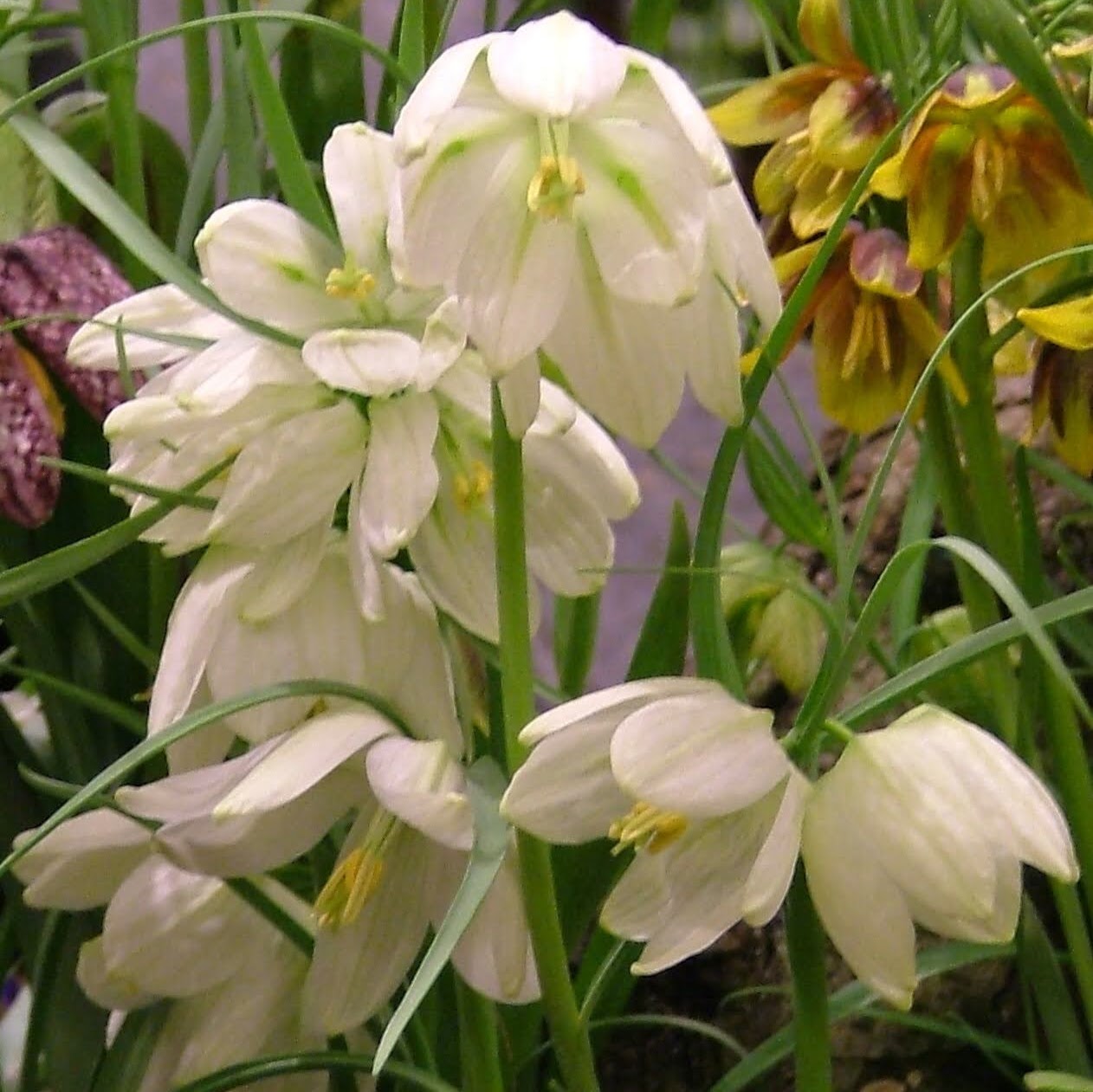 Fritillaria meleagris alba