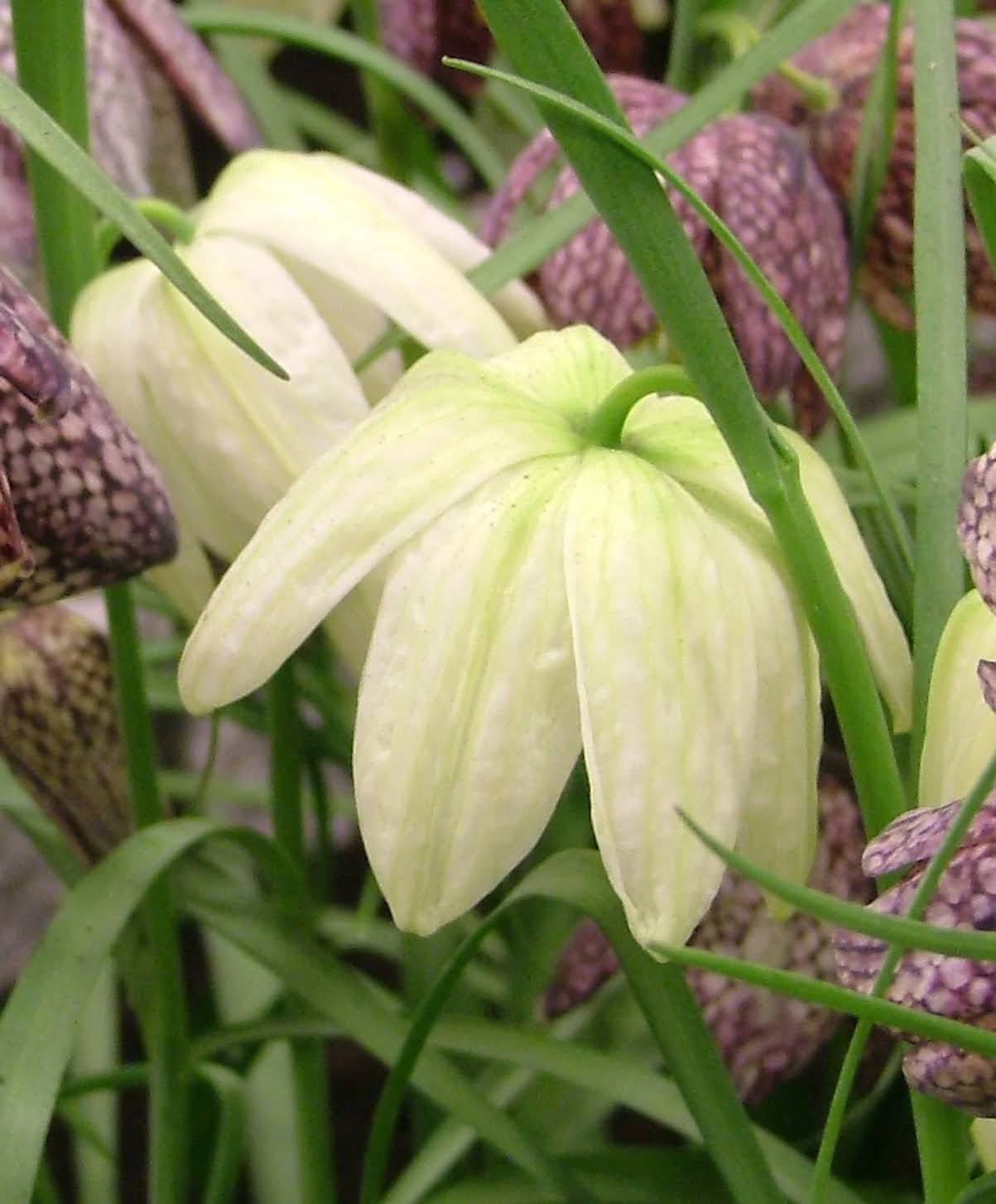 Fritillaria meleagris alba