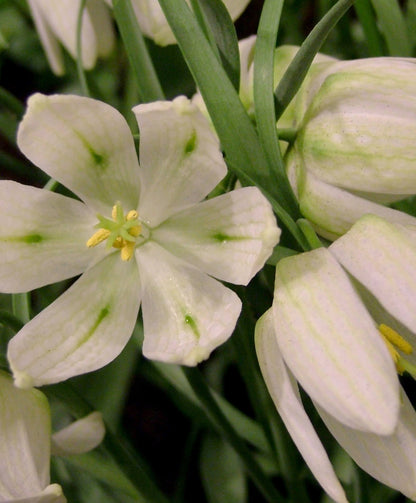 Fritillaria meleagris alba