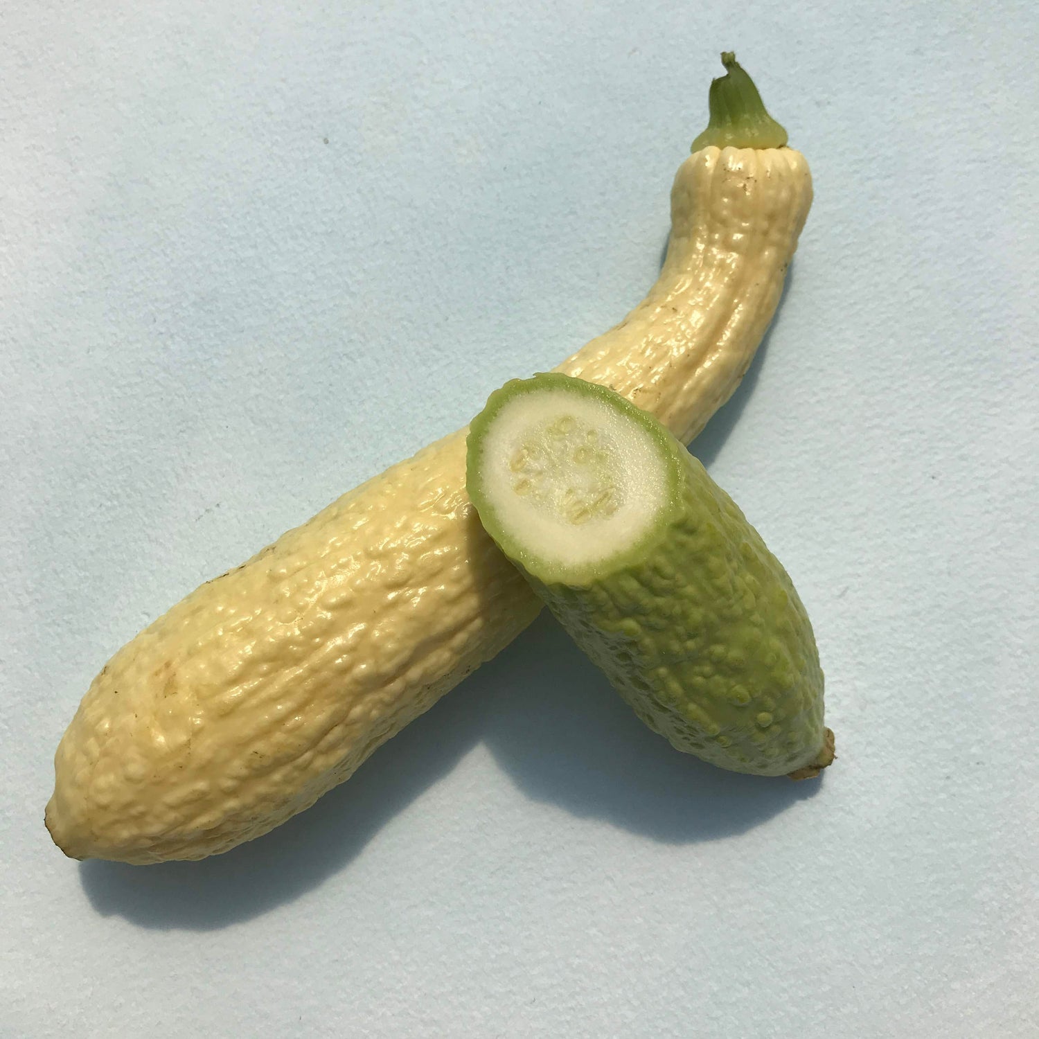 Rugosa Friulana Squash Seedlings