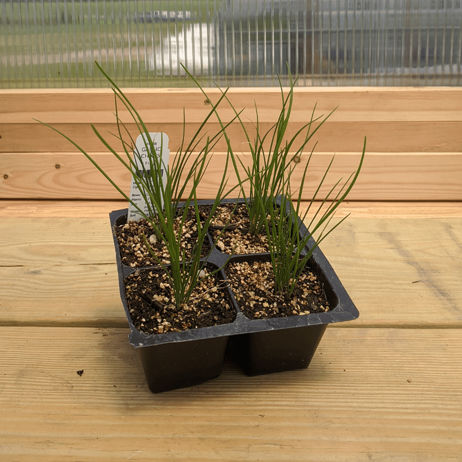 Garlic Chives Seedlings