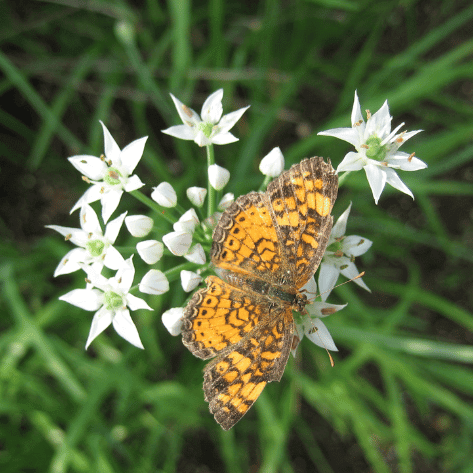 Garlic Chives