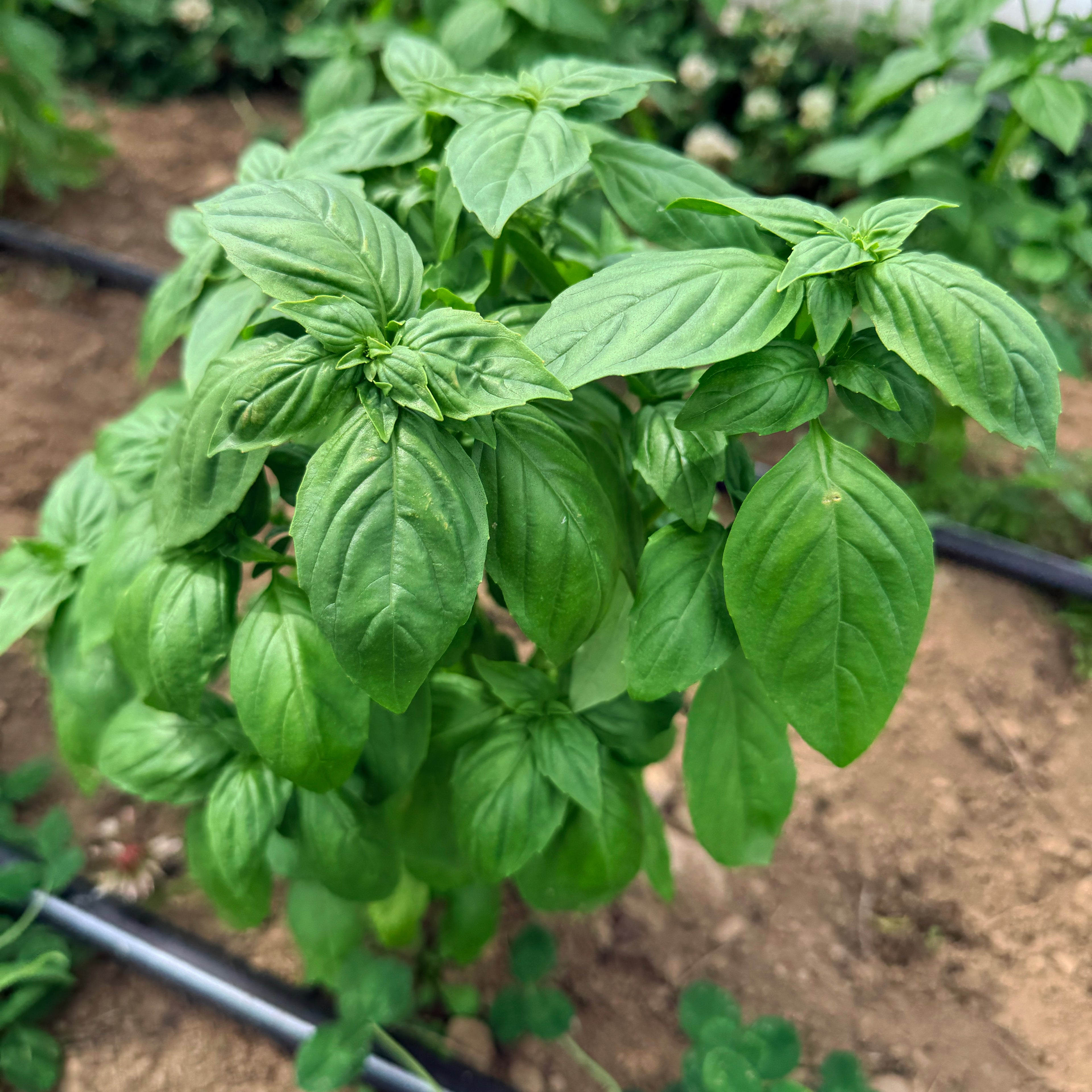 Genovese Basil