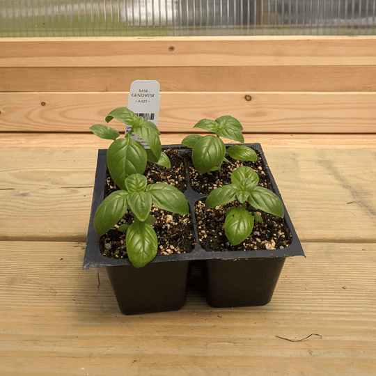 Genovese Basil Seedlings