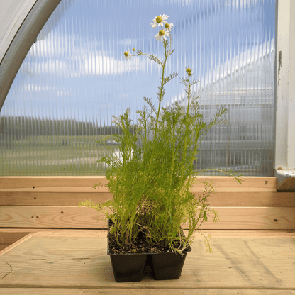 German Chamomile Seedlings