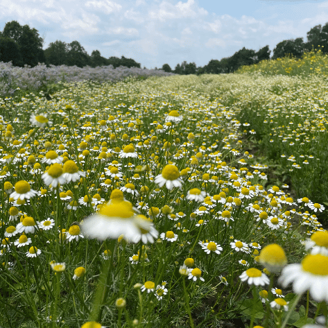 German Chamomile