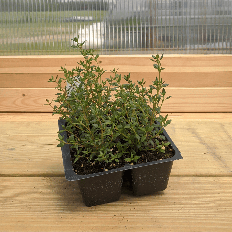 German Thyme Seedlings