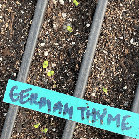 German Thyme Seedlings