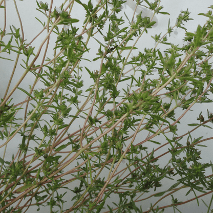 German Thyme