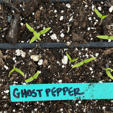 Ghost Pepper Seedlings