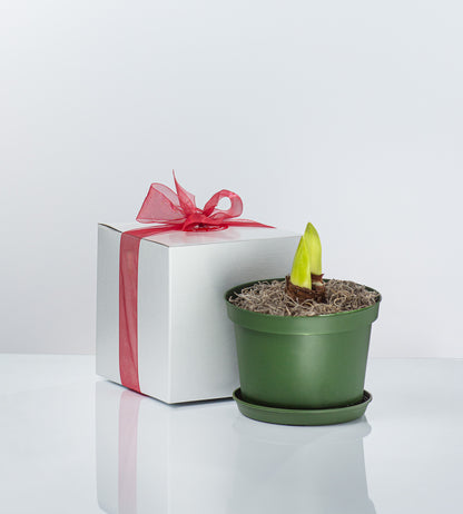 Potted Amaryllis &