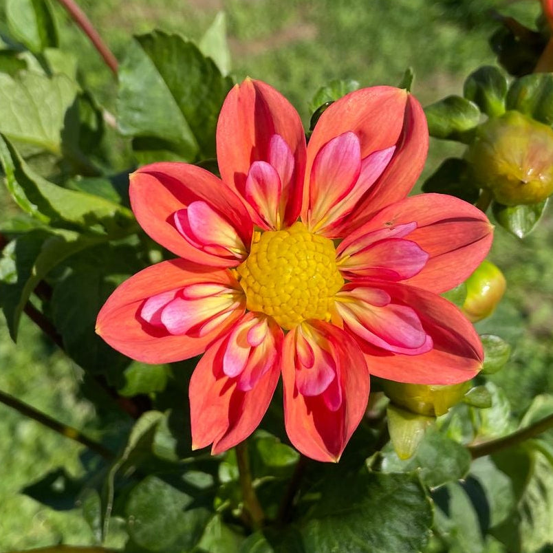 Giggles Dahlia Tuber
