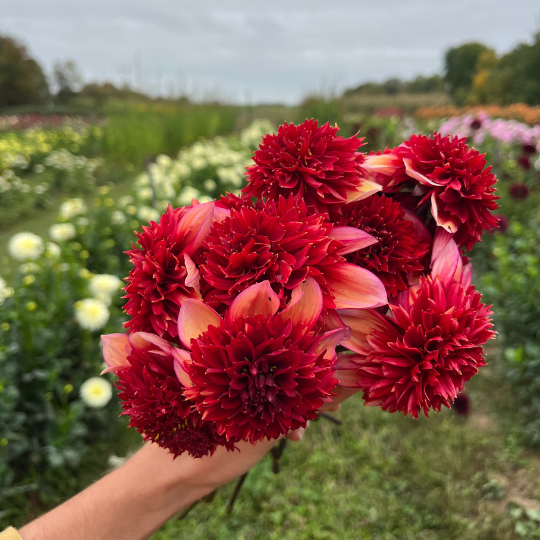 Gitty Up Dahlia Tuber