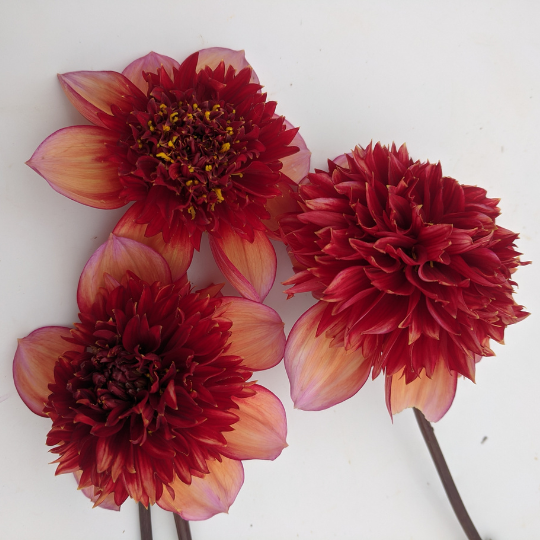 Gitty Up Dahlia