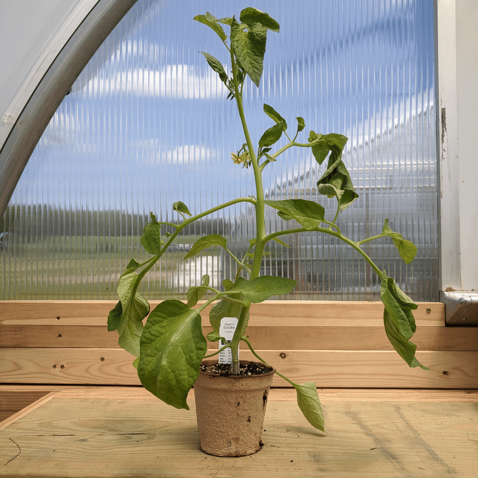 Glacier Tomato Seedlings