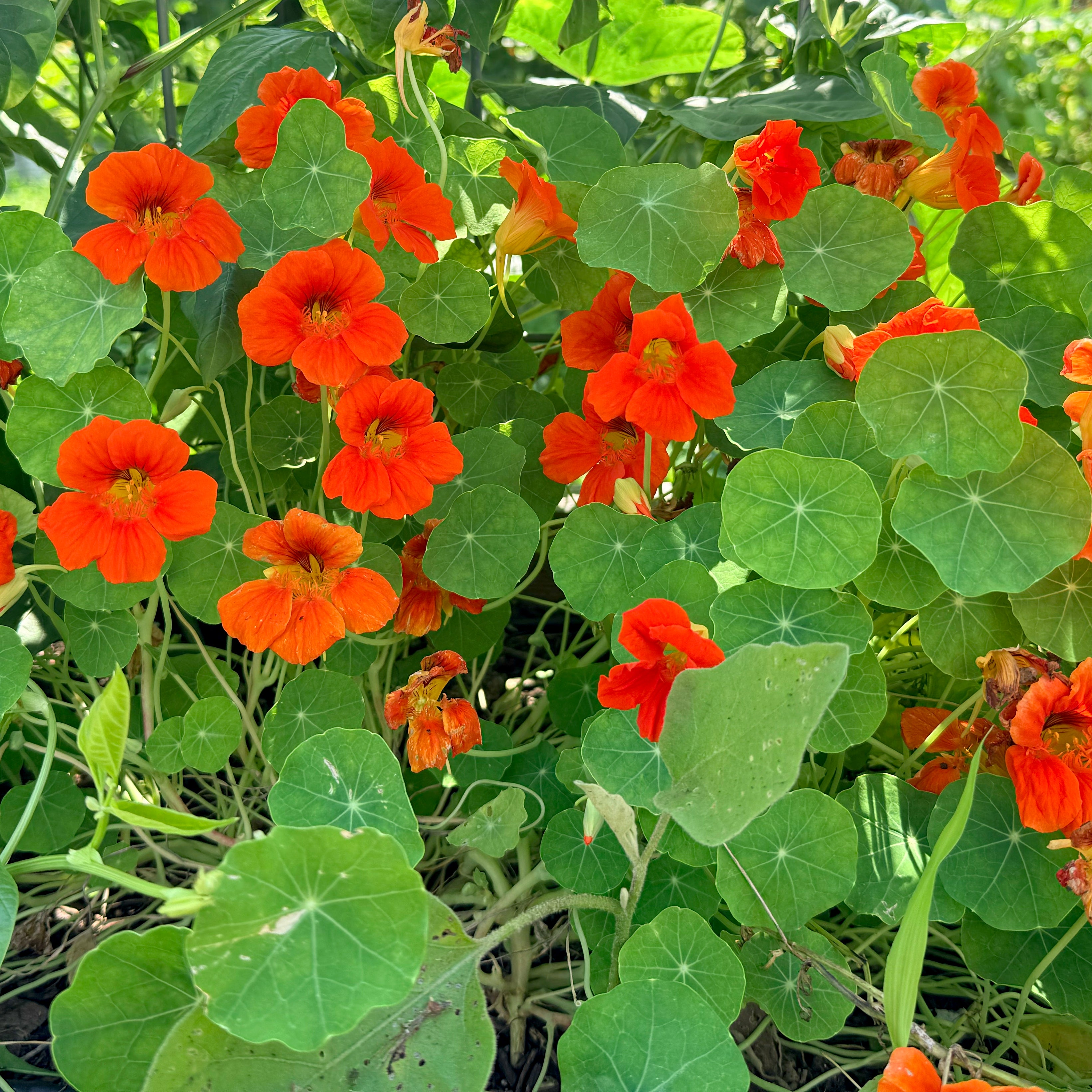 Glorious Gleam Nasturtium