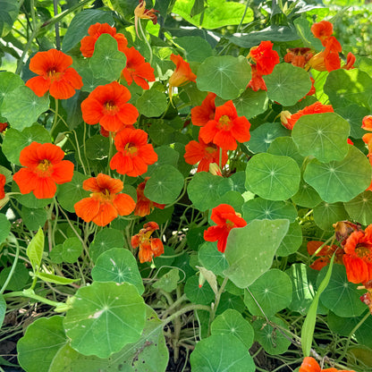 Glorious Gleam Nasturtium