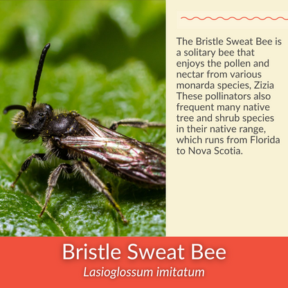 Golden Alexanders - PollinateHV Local Ecotype