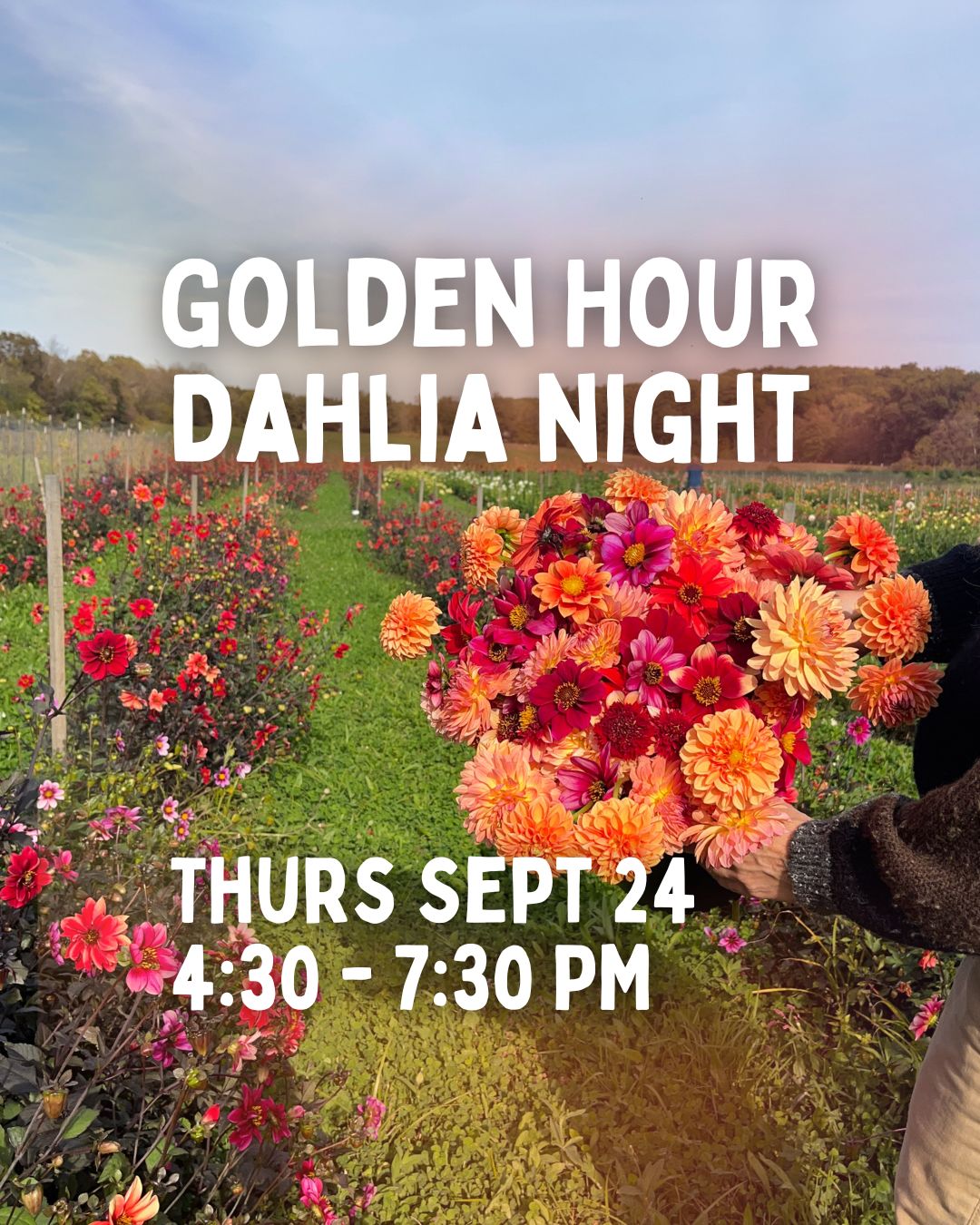 Golden Hour U-Pick Dahlia Night - Sept 24 - 4:30 to 7:30pm