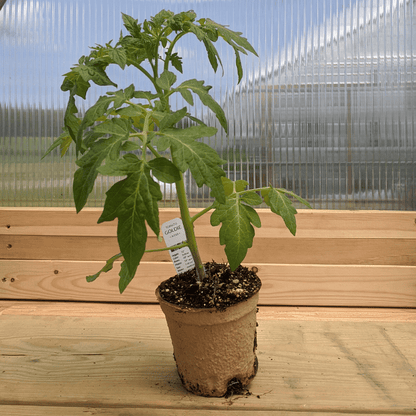 Goldie Tomato Seedlings