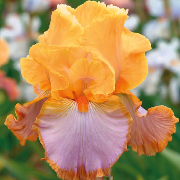 Bearded Iris &