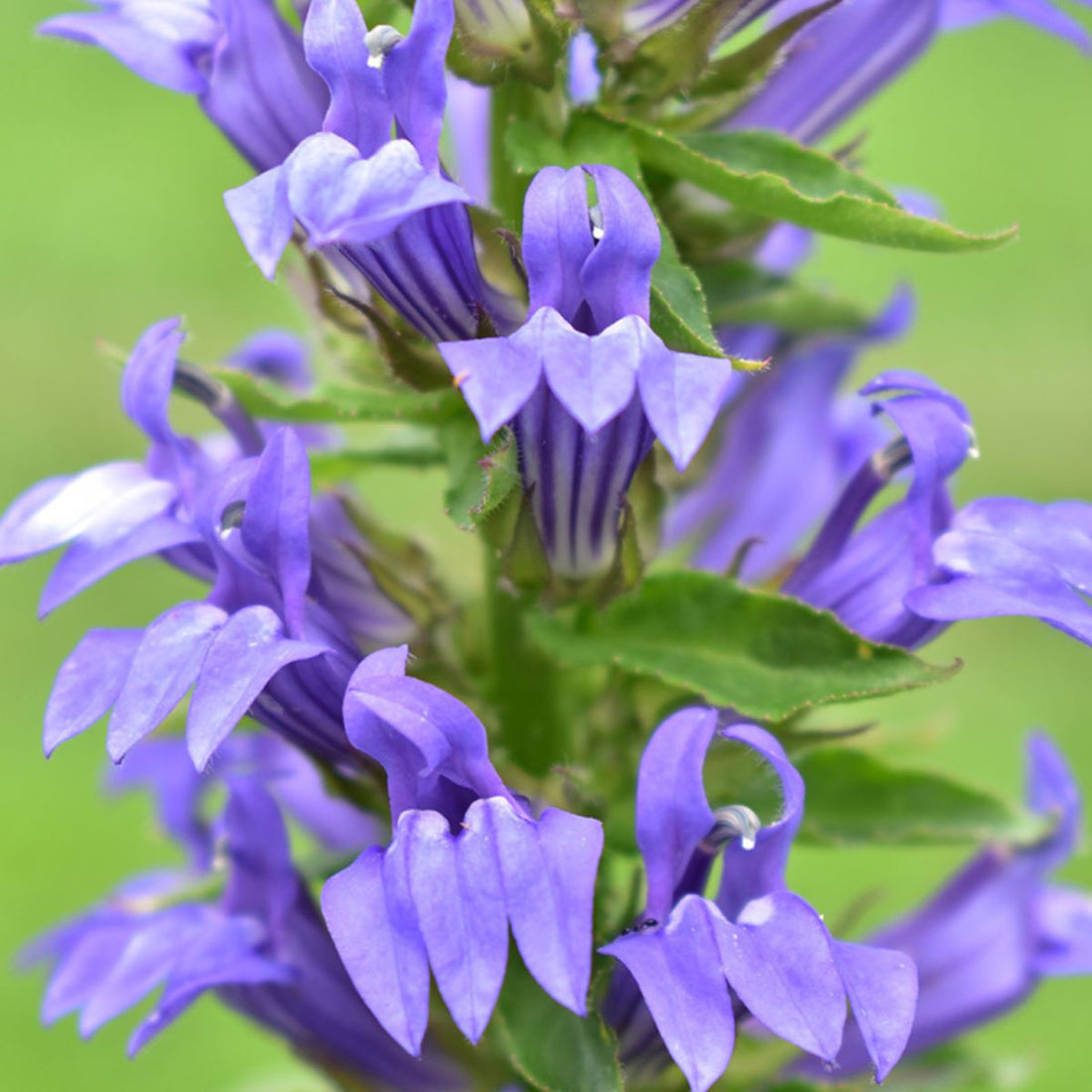 Great Blue Lobelia - PollinateHV Local Ecotype Seedlings