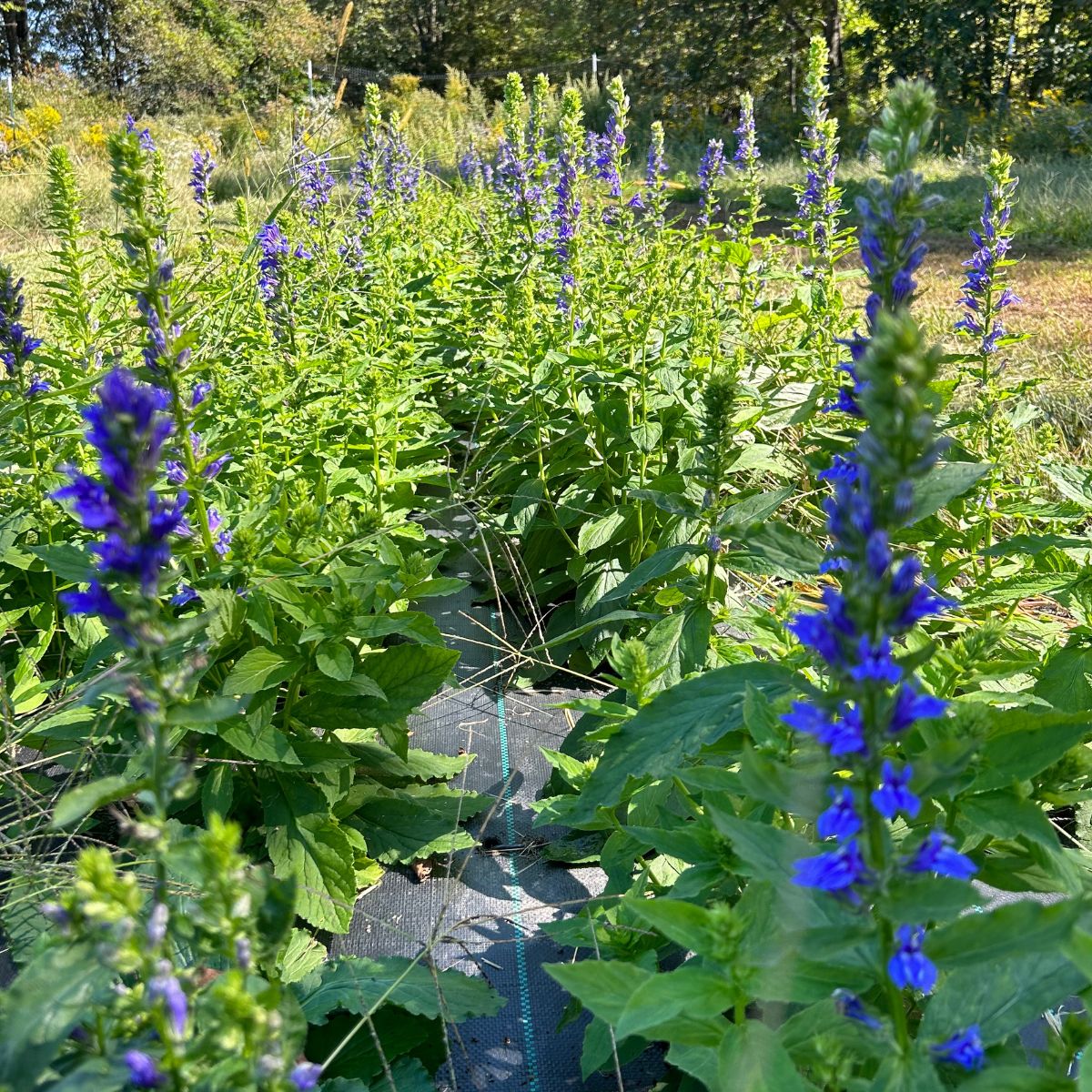 Great Blue Lobelia - PollinateHV Local Ecotype Seedlings